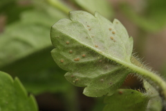 Puccinia veronicae