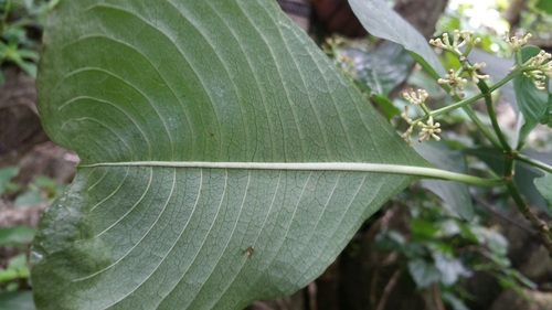 Psychotria antsalovensis image