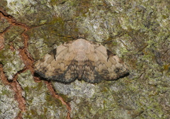 Mataeomera semialba