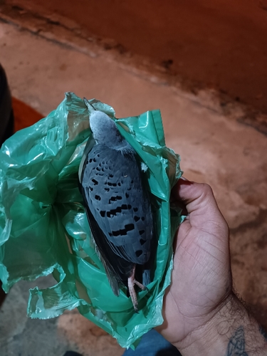 Blue Ground Dove