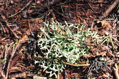 Hypogymnia inactiva