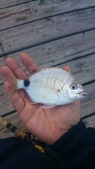 Diplodus holbrookii