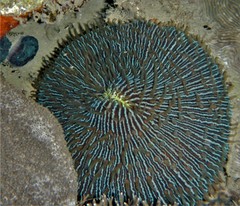 Fungia fungites