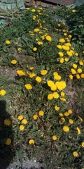 Taraxacum officinale