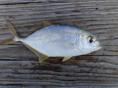 Caranx bartholomaei