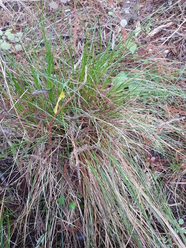 Image of Carex banksiana by (c) Danielle Munster, some rights reserved (CC BY)