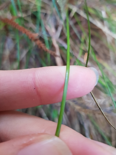 Image of Carex banksiana by (c) Danielle Munster, some rights reserved (CC BY)
