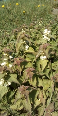 Lamium album