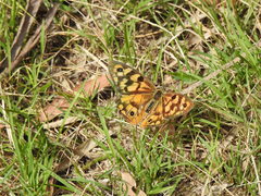 Heteronympha penelope
