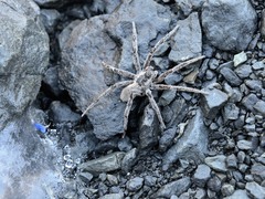 Dolomedes aquaticus