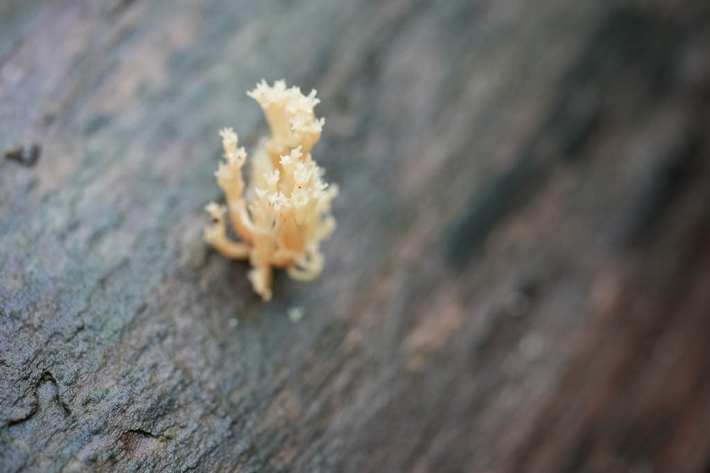 crown-tipped coral fungus · June 2026 · photo: Photo: (c) Lauren H, some rights reserved (CC BY-SA) · iNaturalist