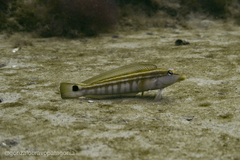 Pinguipes brasilianus