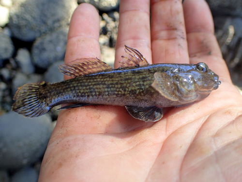 Andre's frillfin (Bathygobius andrei) — Gobiidae — 2