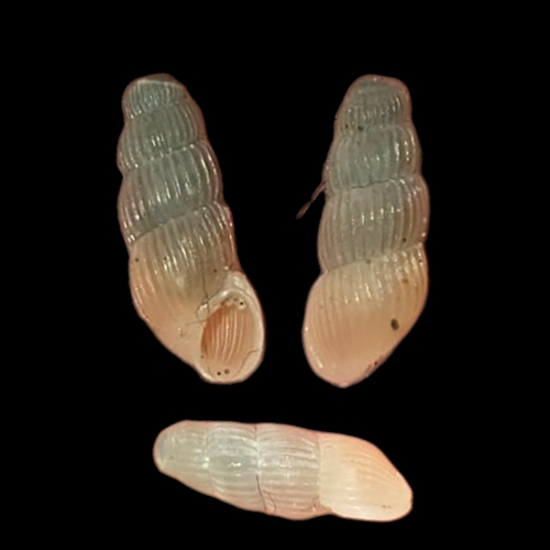 Truncatella guerinii observed 2026-06-19