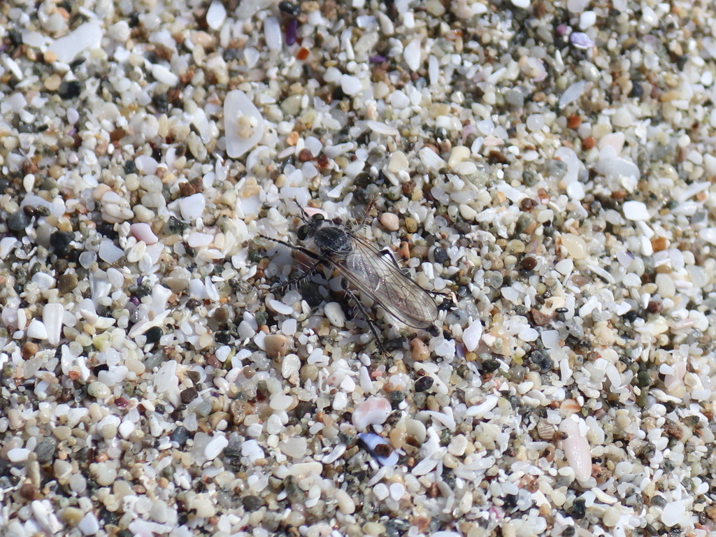 Graptostylus dolosus