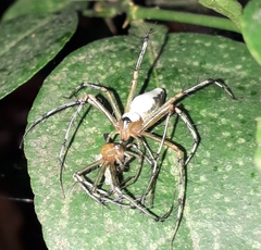 Oxyopes shweta