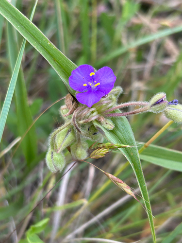 Tradescantia bracteata