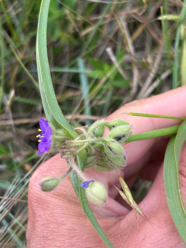 Tradescantia bracteata, photograph 2