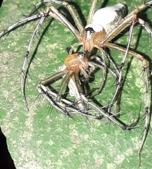 Oxyopes shweta
