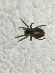 Amaurobius fenestralis