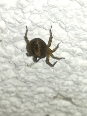 Amaurobius fenestralis