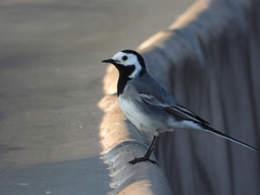 Motacilla alba