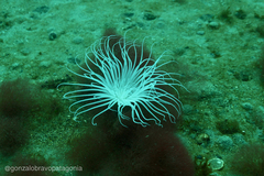 Ceriantheopsis