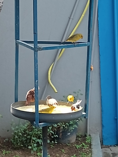 Saffron Finch