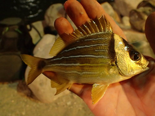 Catalina (Anisotremus taeniatus) — Haemulidae — 2