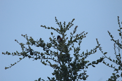 iNaturalist observation photo of Spotted Towhee