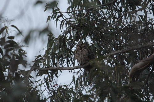 iNaturalist observation photo of Great Horned Owl