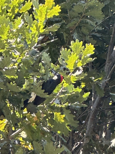 Acorn Woodpecker