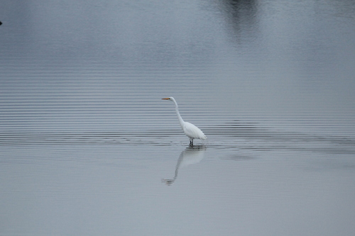 iNaturalist observation photo of Great Egret