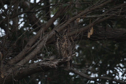iNaturalist observation photo of Great Horned Owl
