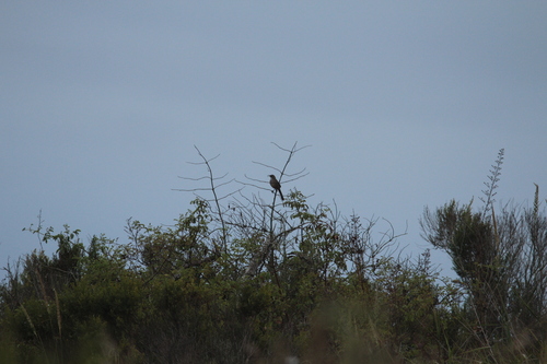 iNaturalist observation photo of California Thrasher