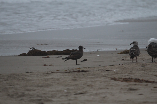 iNaturalist observation photo of Heermann's Gull