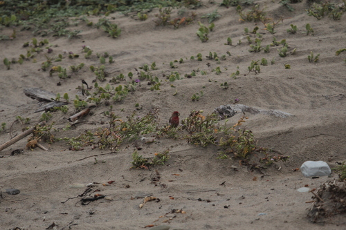 iNaturalist observation photo of House Finch
