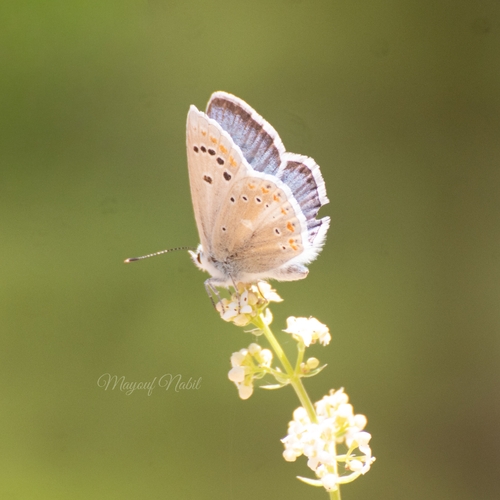 Polyommatus atlantica
