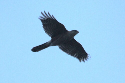 iNaturalist observation photo of Cooper's Hawk