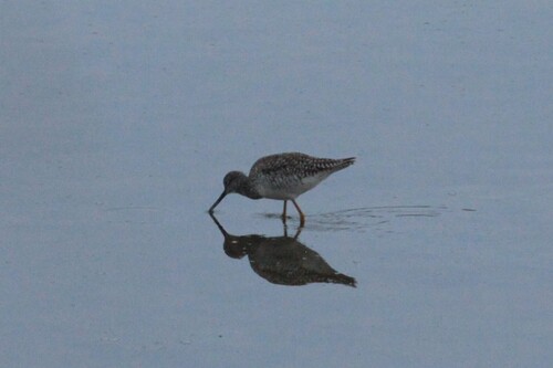 iNaturalist observation photo of Greater Yellowlegs