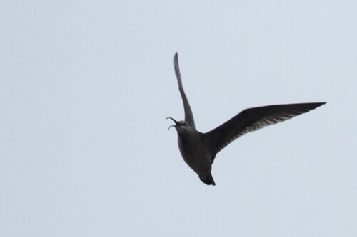 iNaturalist observation photo of Hudsonian Whimbrel