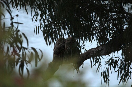 iNaturalist observation photo of Great Horned Owl