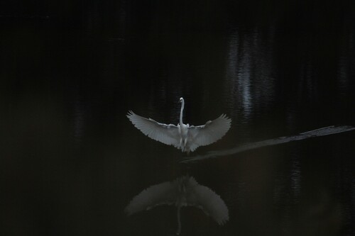 iNaturalist observation photo of Great Egret