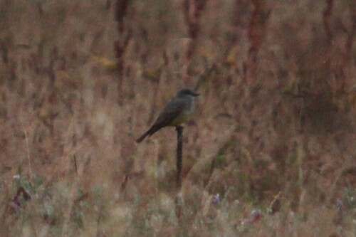 iNaturalist observation photo of Cassin's Kingbird