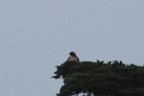 iNaturalist observation photo of Red-tailed Hawk