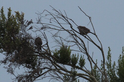 iNaturalist observation photo of California Towhee