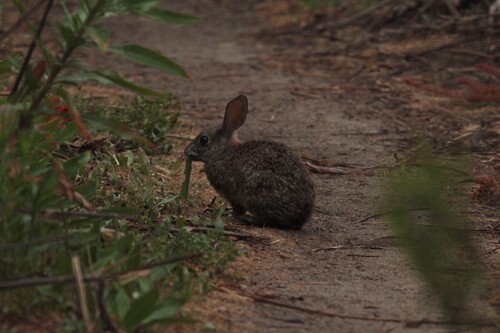 iNaturalist observation photo of Brush Rabbit