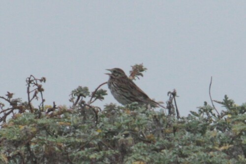 iNaturalist observation photo of Savannah Sparrow
