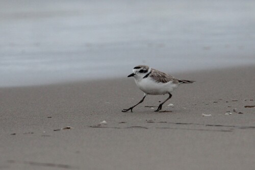 iNaturalist observation photo of Snowy Plover