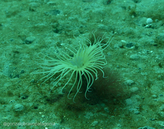 Ceriantheopsis